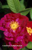 Rosa%20