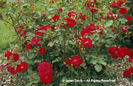 Rosa%20