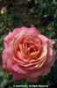 Rosa%20