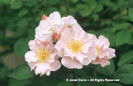 Rosa%20
