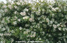 Rosa%20