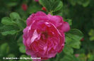 Rosa%20