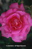 Rosa%20