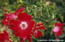 Rosa%20