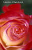 Rosa%20