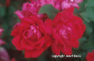Rosa%20