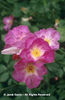 Rosa%20