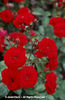 Rosa%20