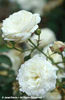 Rosa%20