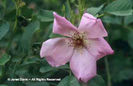 Rosa%20'Flamingo'