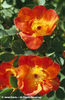 Rosa%20foetida%20