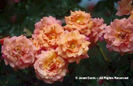 Rosa%20