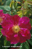 Rosa%20gallica%20