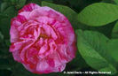Rosa%20gallica%20