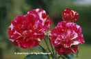 Rosa%20