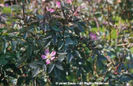 Rosa%20glauca