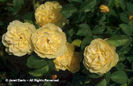 Rosa%20