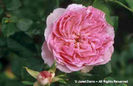 Rosa%20