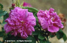 Rosa%20