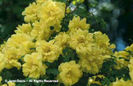 Rosa%20