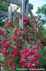 Rosa%20