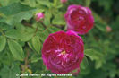 Rosa%20