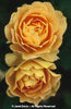 Rosa%20