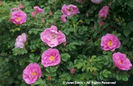 Rosa%20
