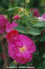 Rosa%20