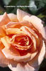 Rosa%20
