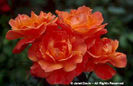Rosa%20