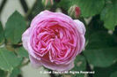 Rosa%20