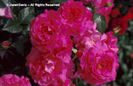 Rosa%20