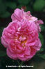 Rosa%20