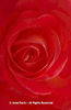 Rosa%20