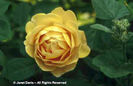 Rosa%20
