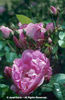 Rosa%20