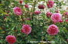 Rosa%20