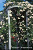 Rosa%20