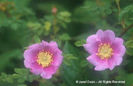 Rosa%20nutkana