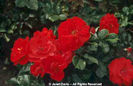 Rosa%20