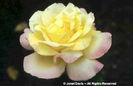 Rosa%20