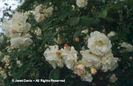 Rosa%20