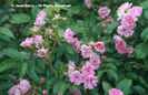 Rosa%20