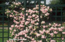 Rosa%20