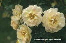 Rosa%20
