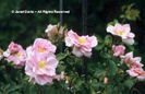 Rosa%20