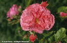 Rosa%20
