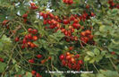 Rosa%20rubiginosa