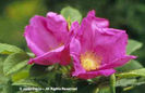 Rosa%20rugosa